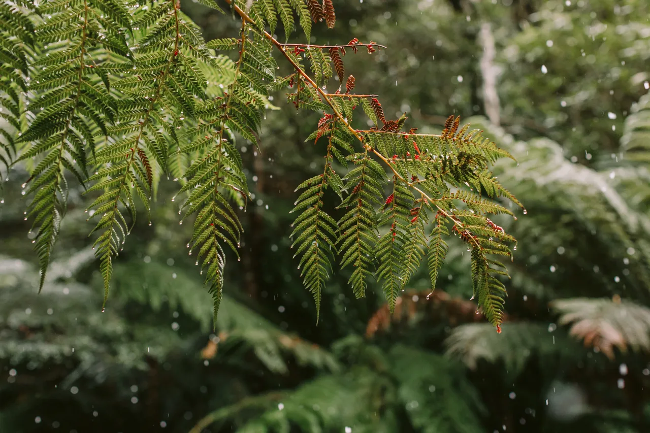 Fern Leaf Under Snowfall