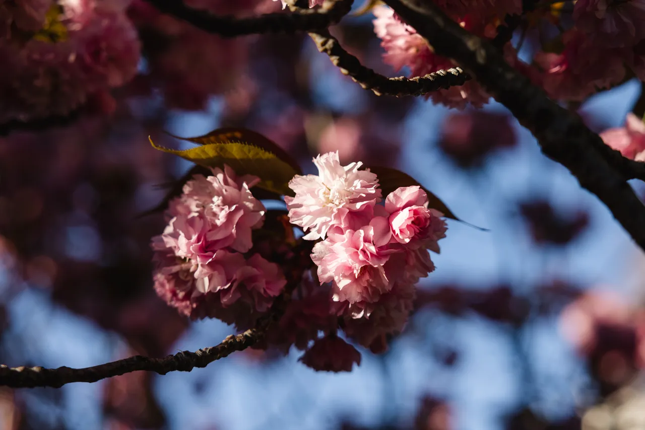Pink Blossoms in Spring