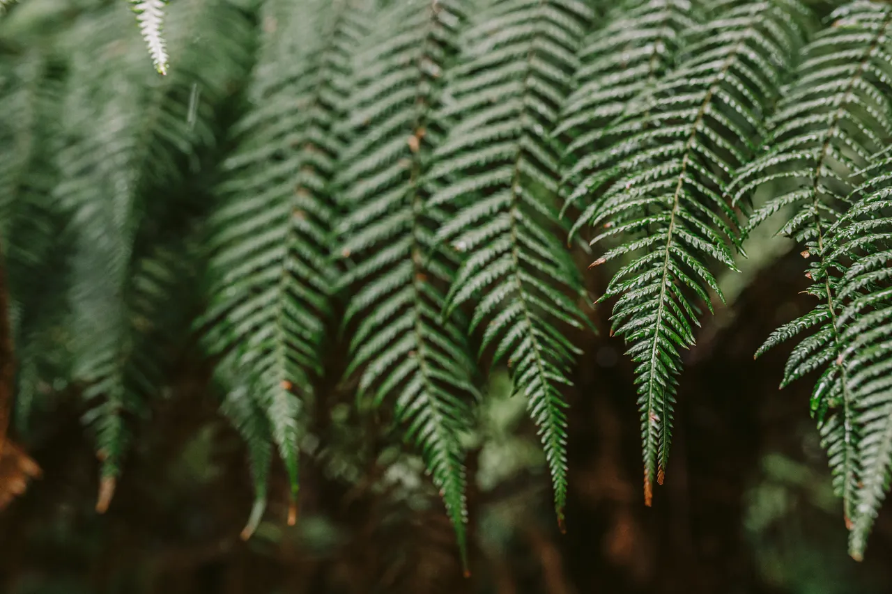 Fern Leaf