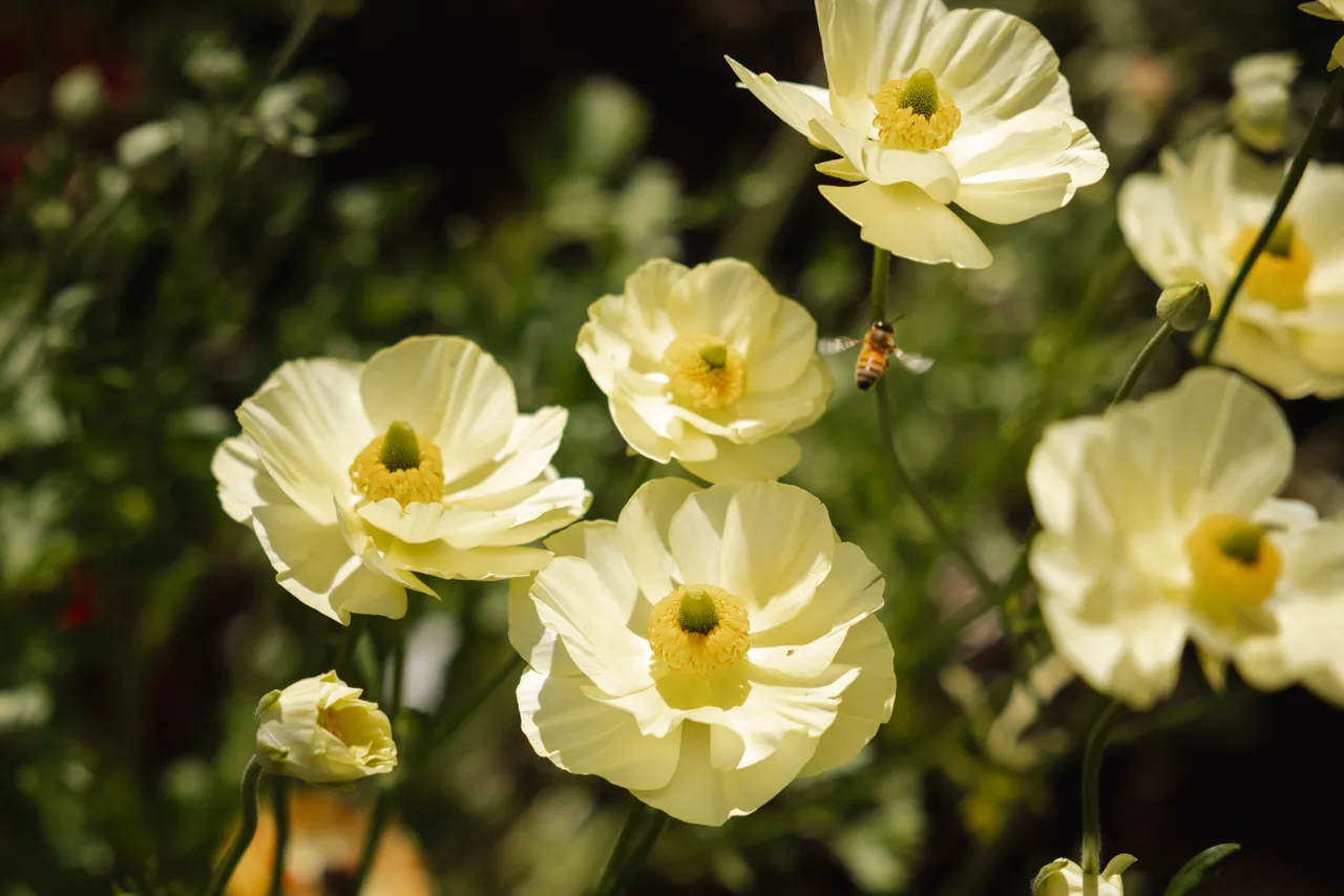 Yellow Flowers in Bloom