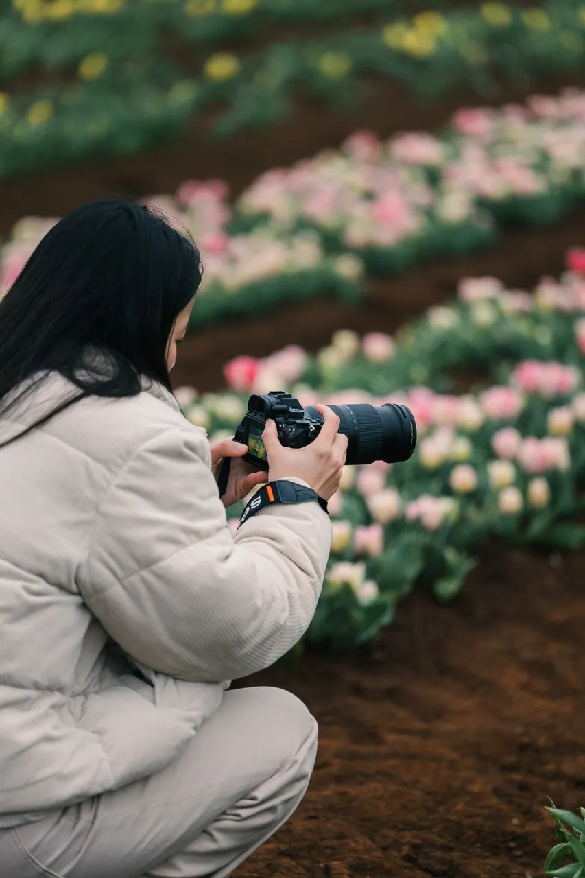 Taking Photos at Table Cape Tulip Farm