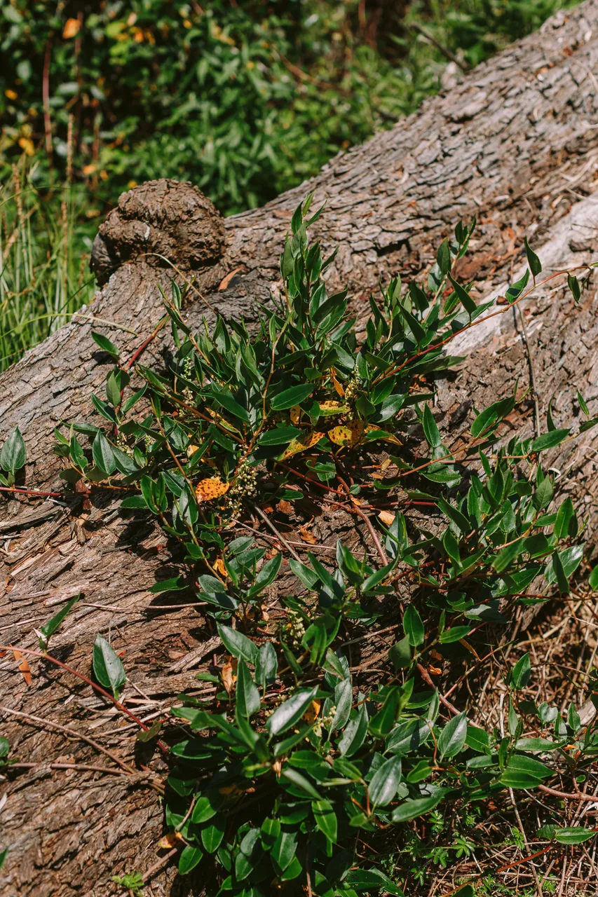 Shrubs on Sarah Island