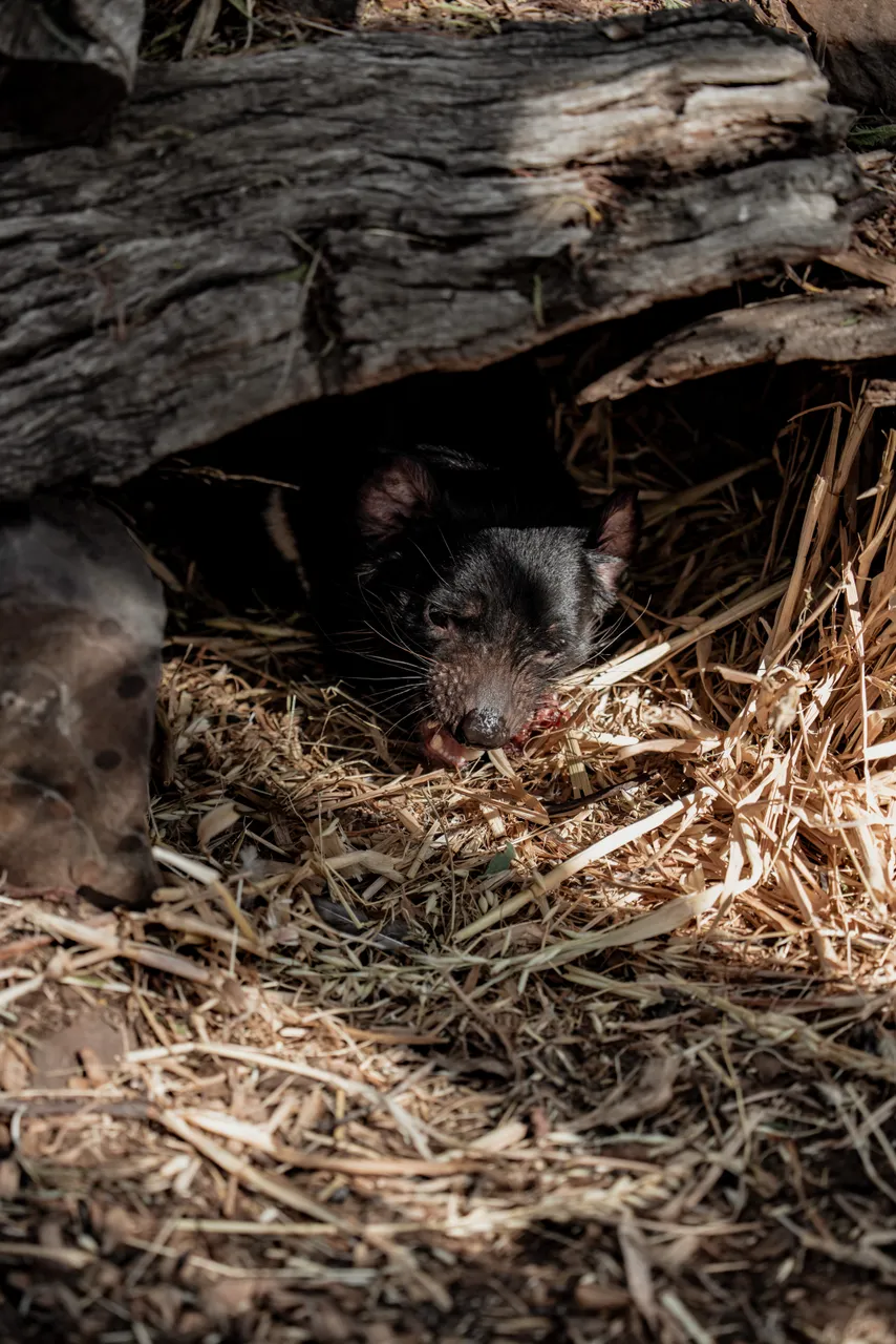 Tasmanian Devil at Bonorong Wildlife Sanctuary