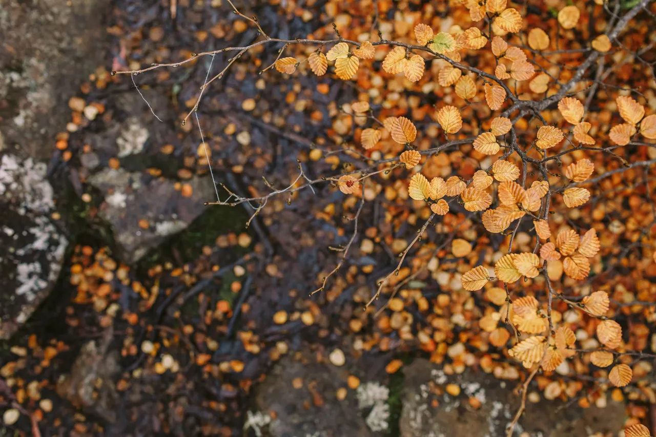 Fagus at Mt Field National Park