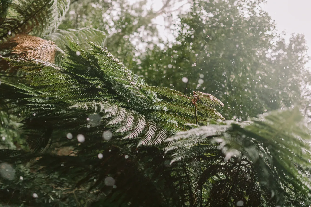 Ferns Under Snowfall