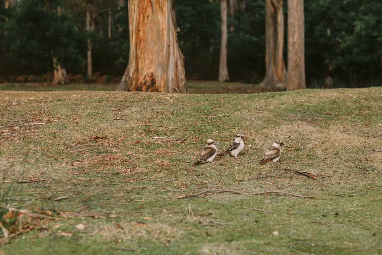 Kookaburras on Grass