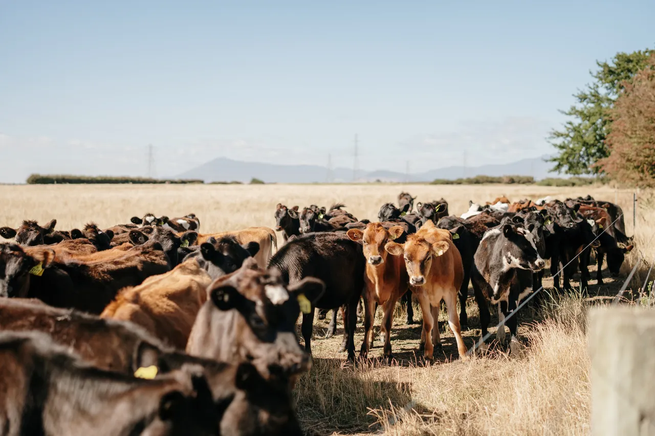 Calves in a Field