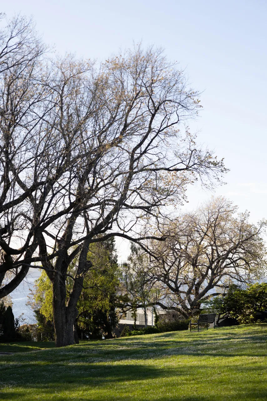 Princes Park in Spring
