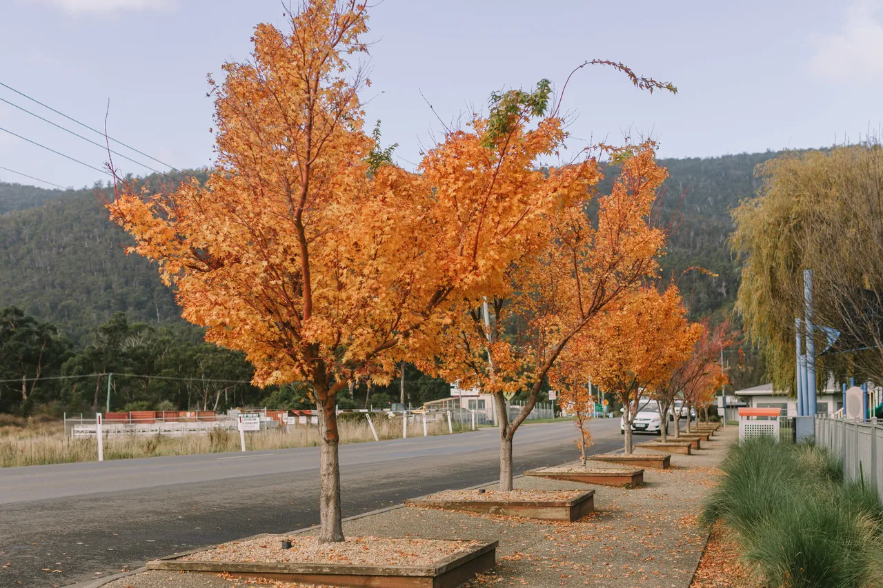 Road in Autumn