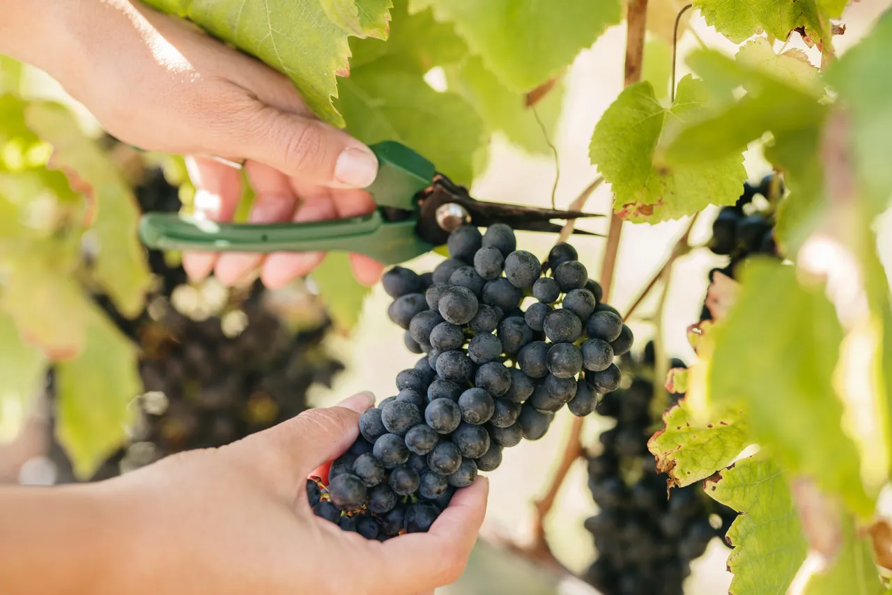 Harvesting Grapes at Utzinger Wines
