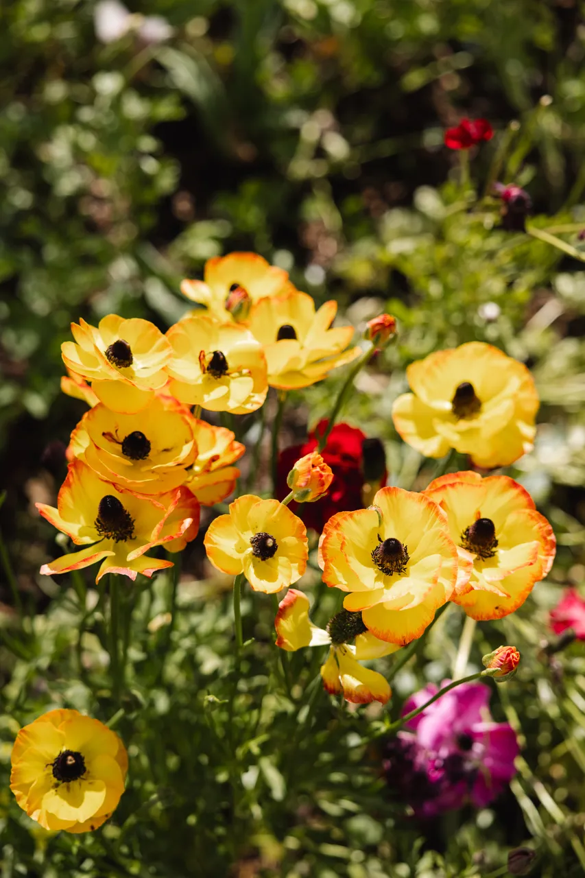 Spring Flowers in Bloom