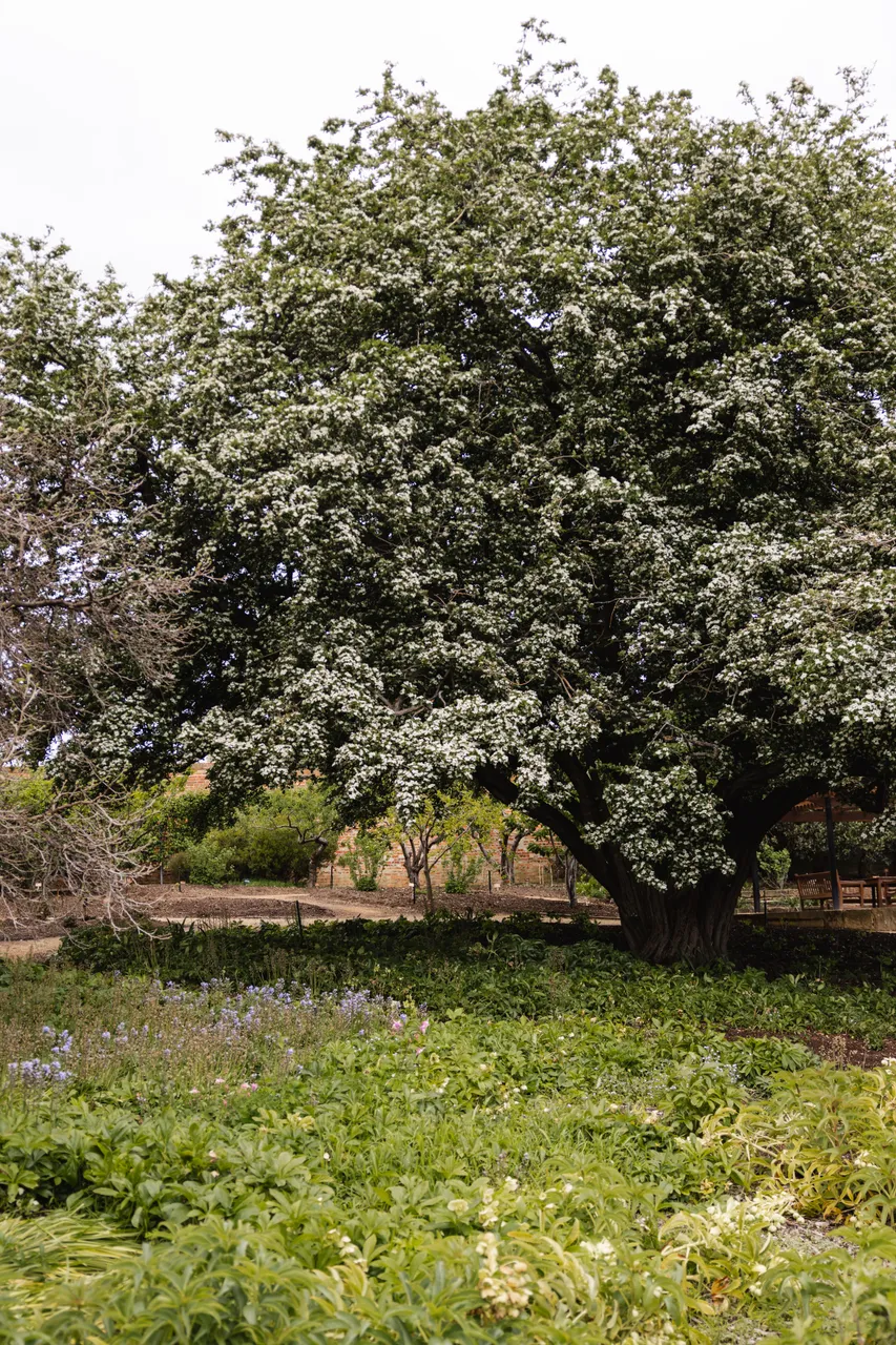 Royal Tasmanian Botanical Gardens