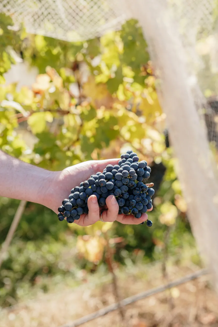 Pinot Noir Grapes at Evenfall Winery