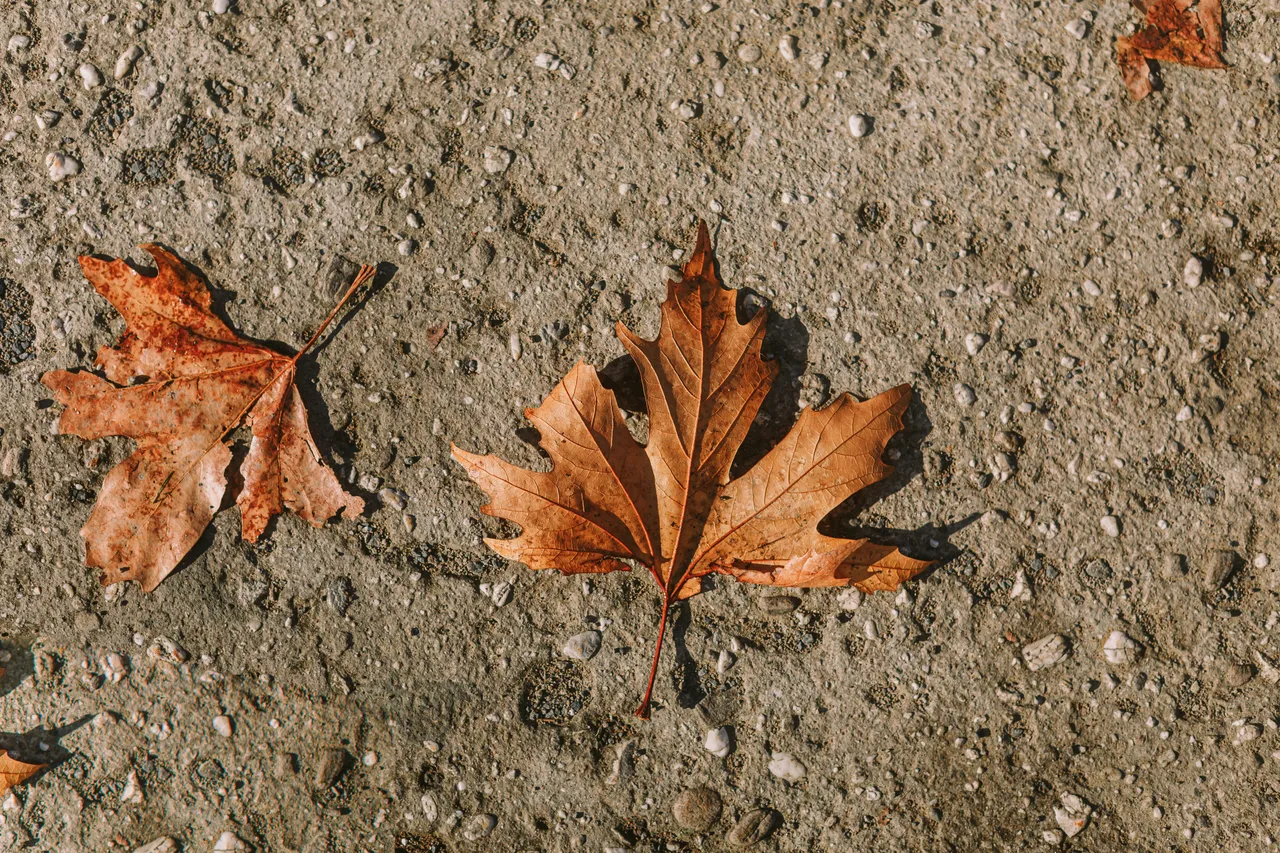 Autumn Leaves on Tarmac