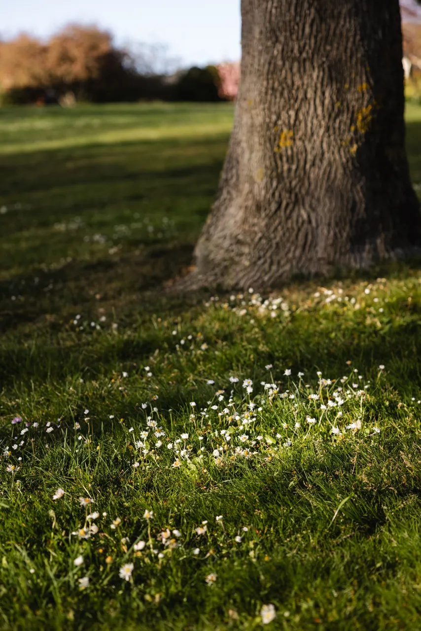 White Daisies in the Grass