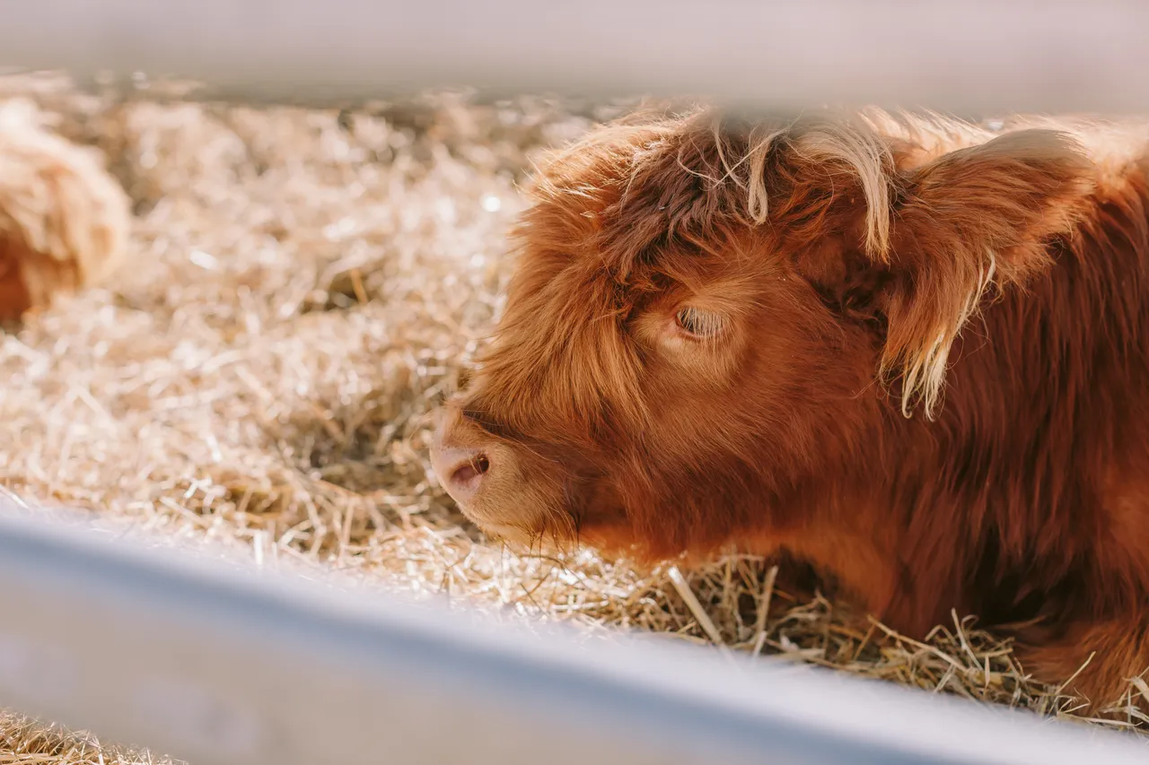 Highland Cow at Agfest