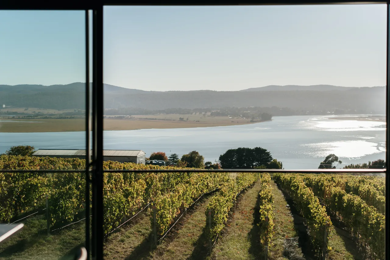 Vineyard at Utzinger Wines