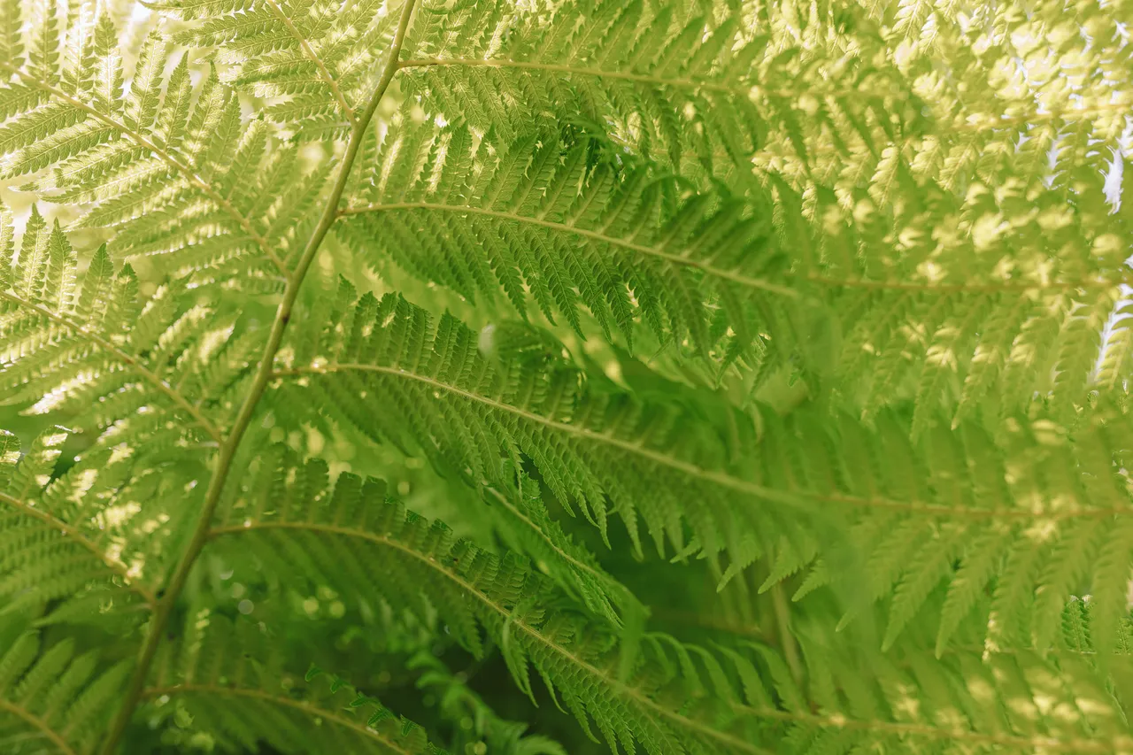 Fern Leaves