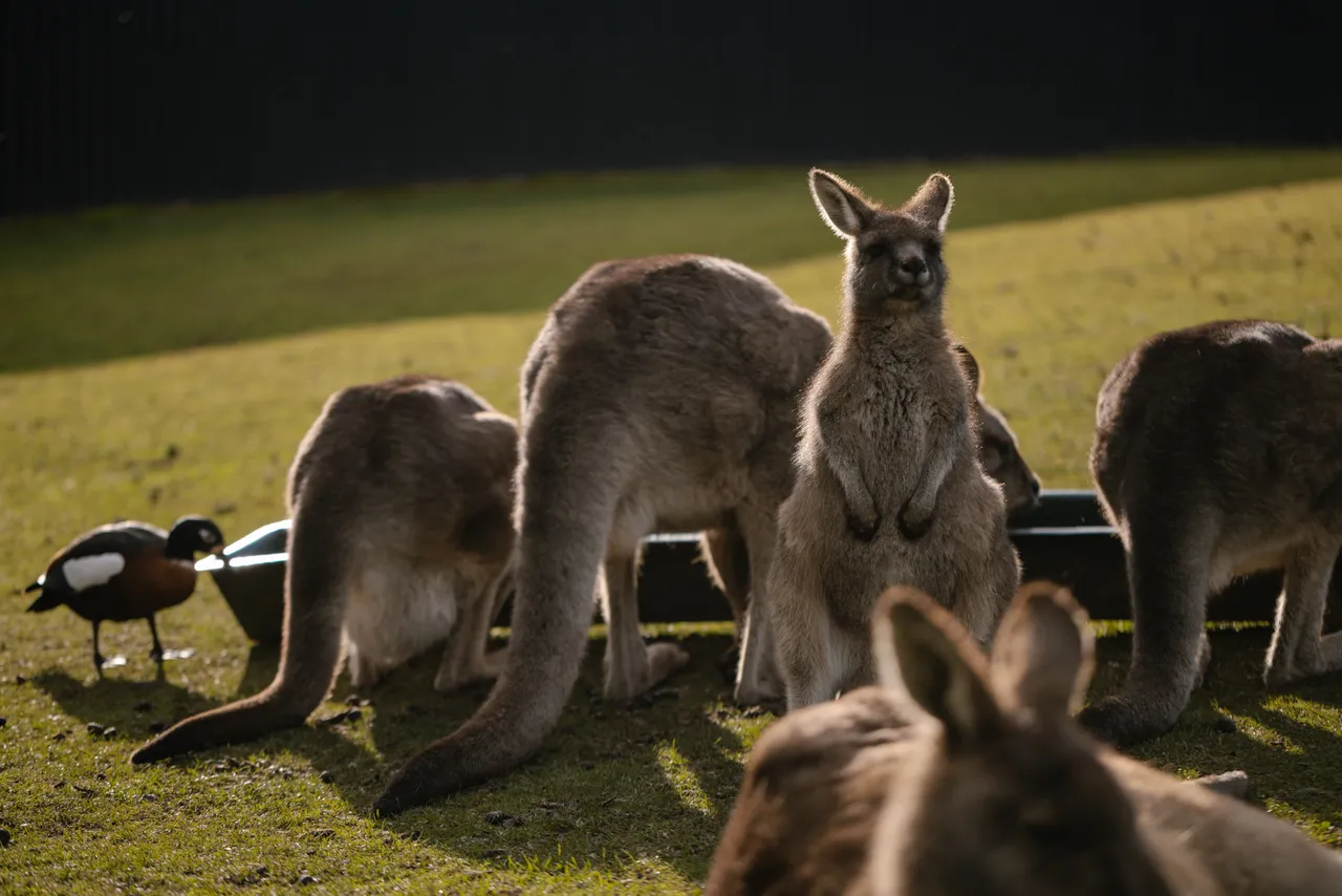 Eastern Grey Kangaroos