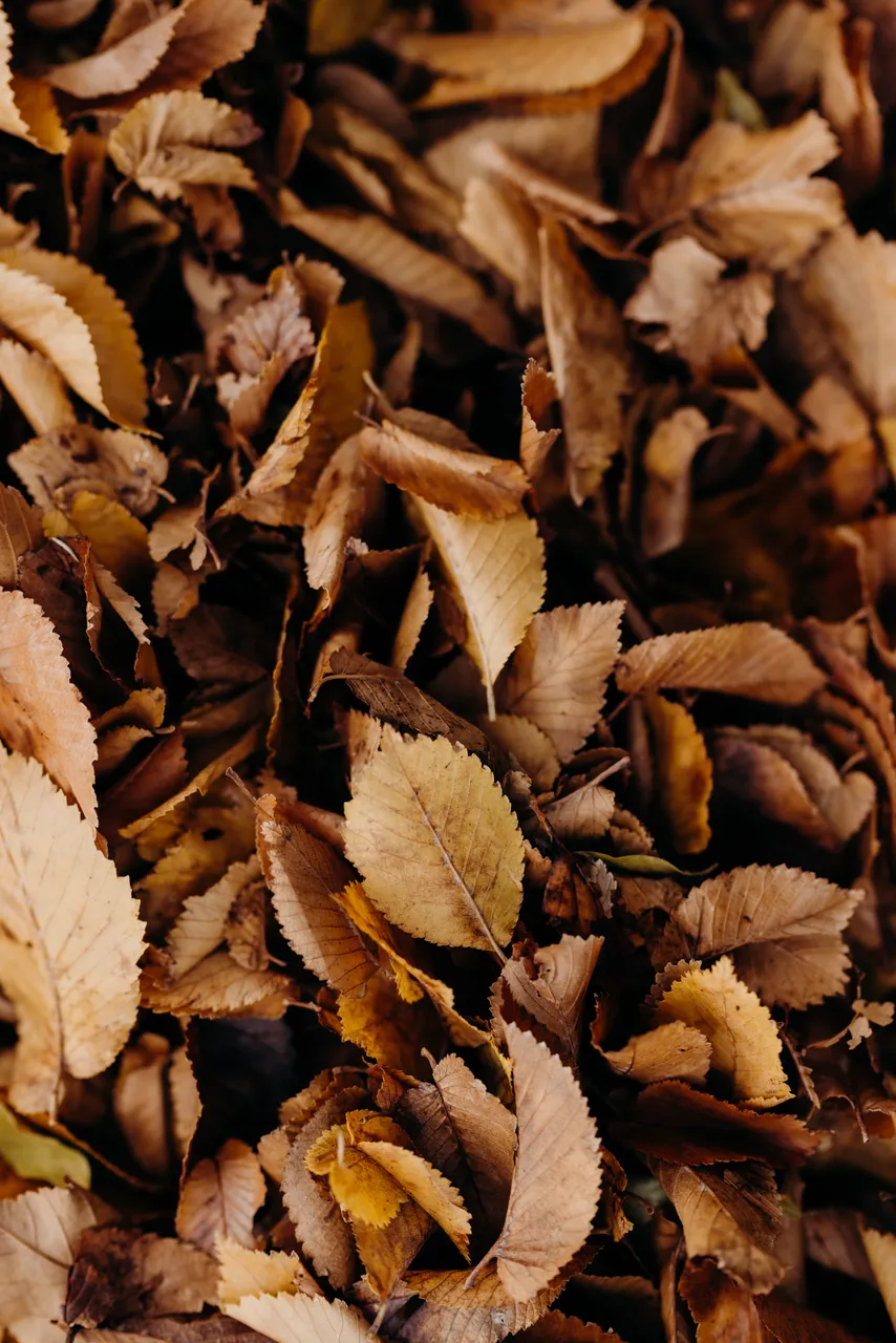 Autumn Leaves