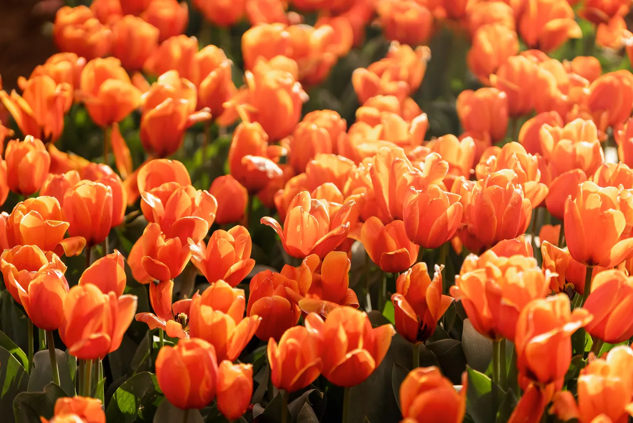 Orange Tulips in Bloom