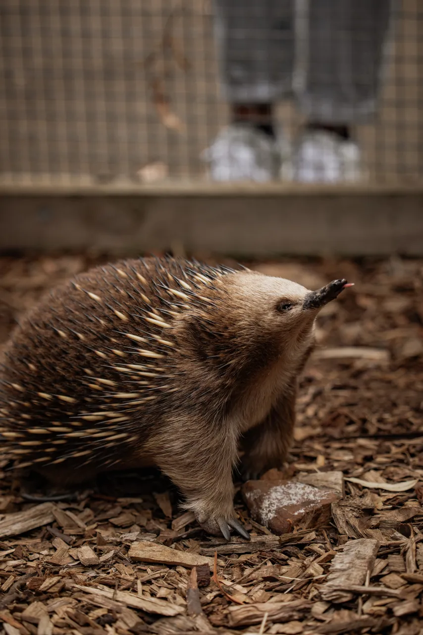 Echidna at Bonorong Wildlife Sanctuary