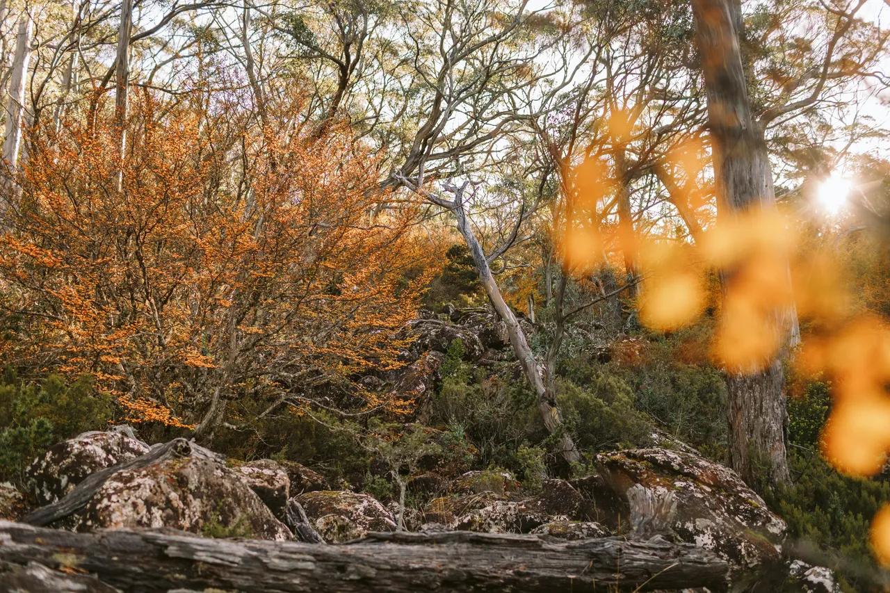 Fagus at Mt Field National Park