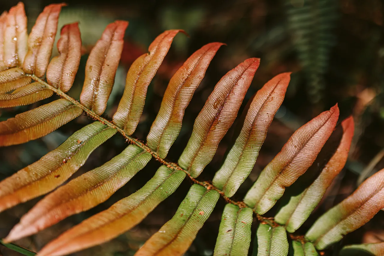 Foliage on Frenchmans Cap Track