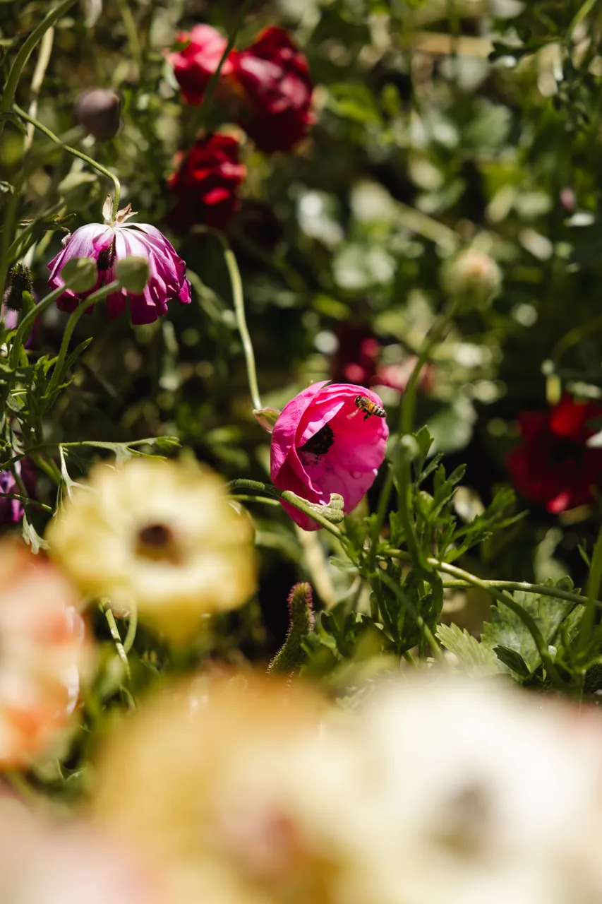 Spring Flowers in Bloom