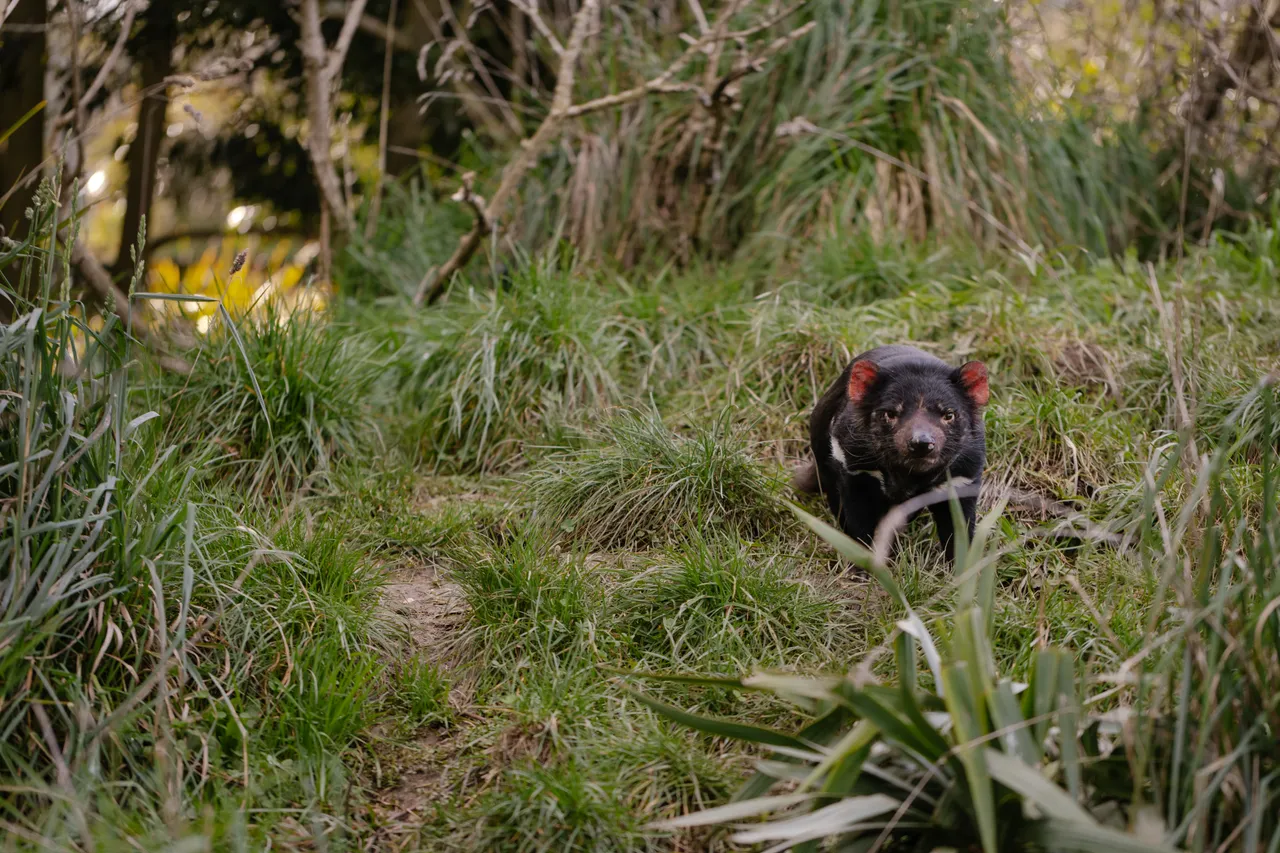 Tasmanian Devil