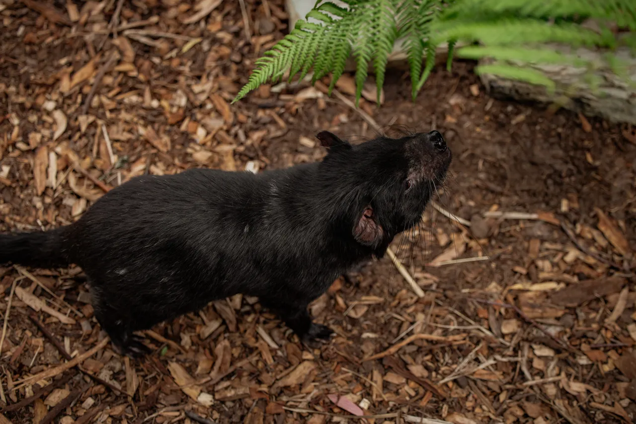 Tasmanian Devil at Bonorong Wildlife Sanctuary