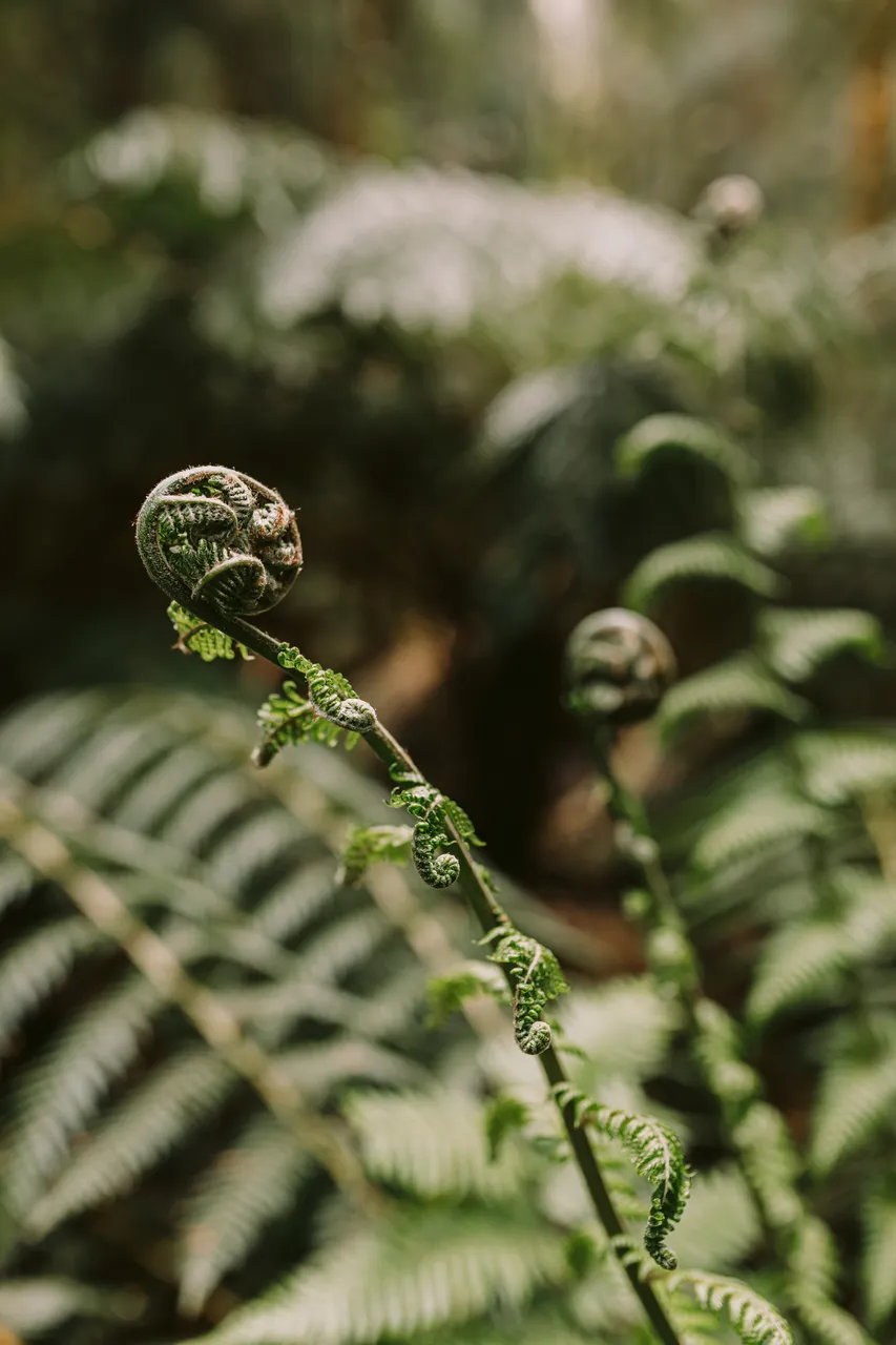Fern Details