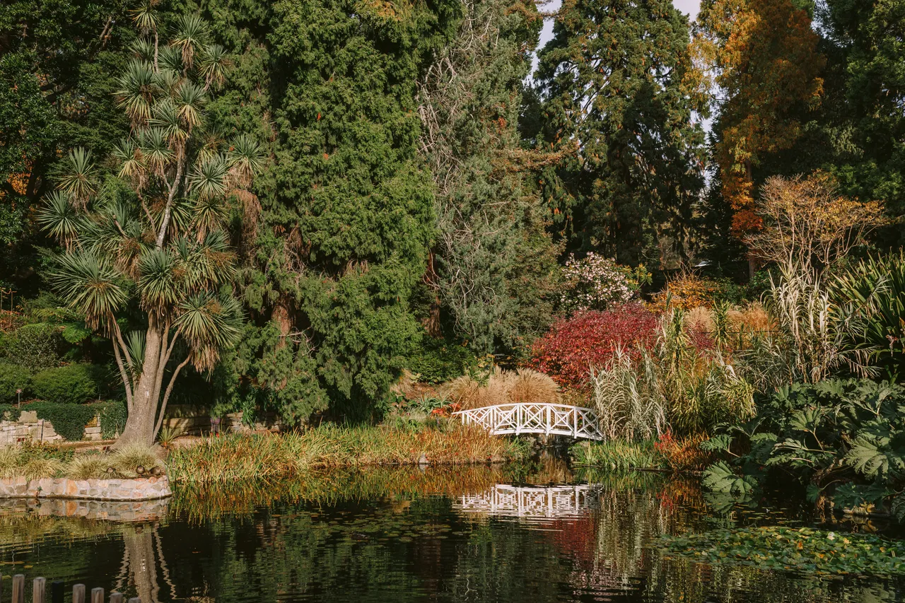 Pond at the Royal Tasmanian Botanical Gardens