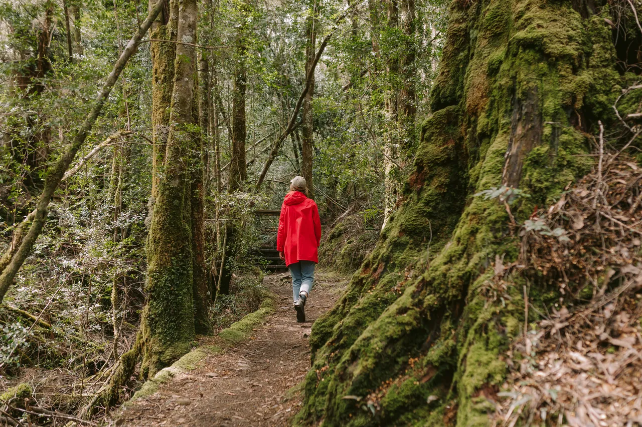 Frenchmans Cap Track