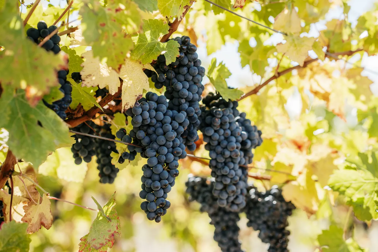 Pinot Noir Grapes at Evenfall Winery