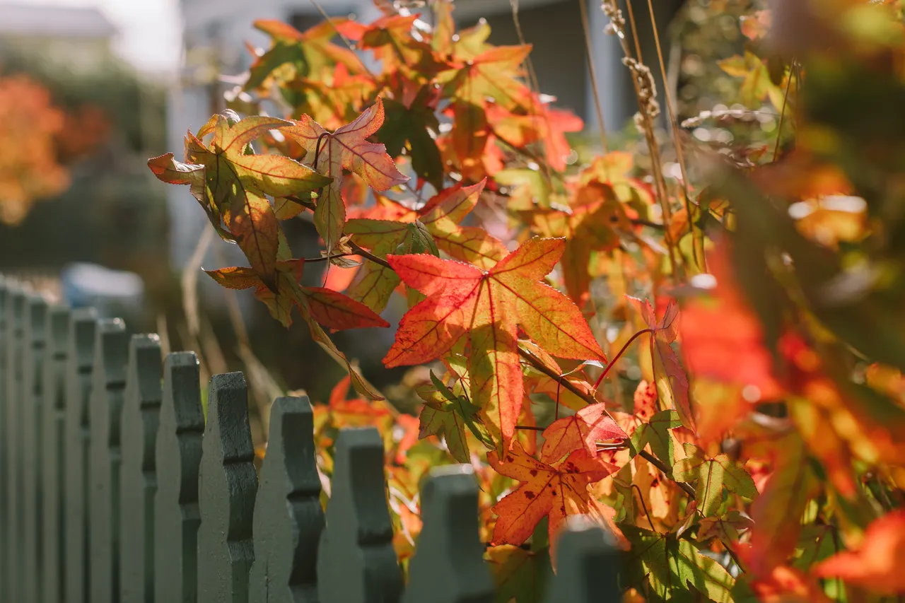 Autumn Leaves