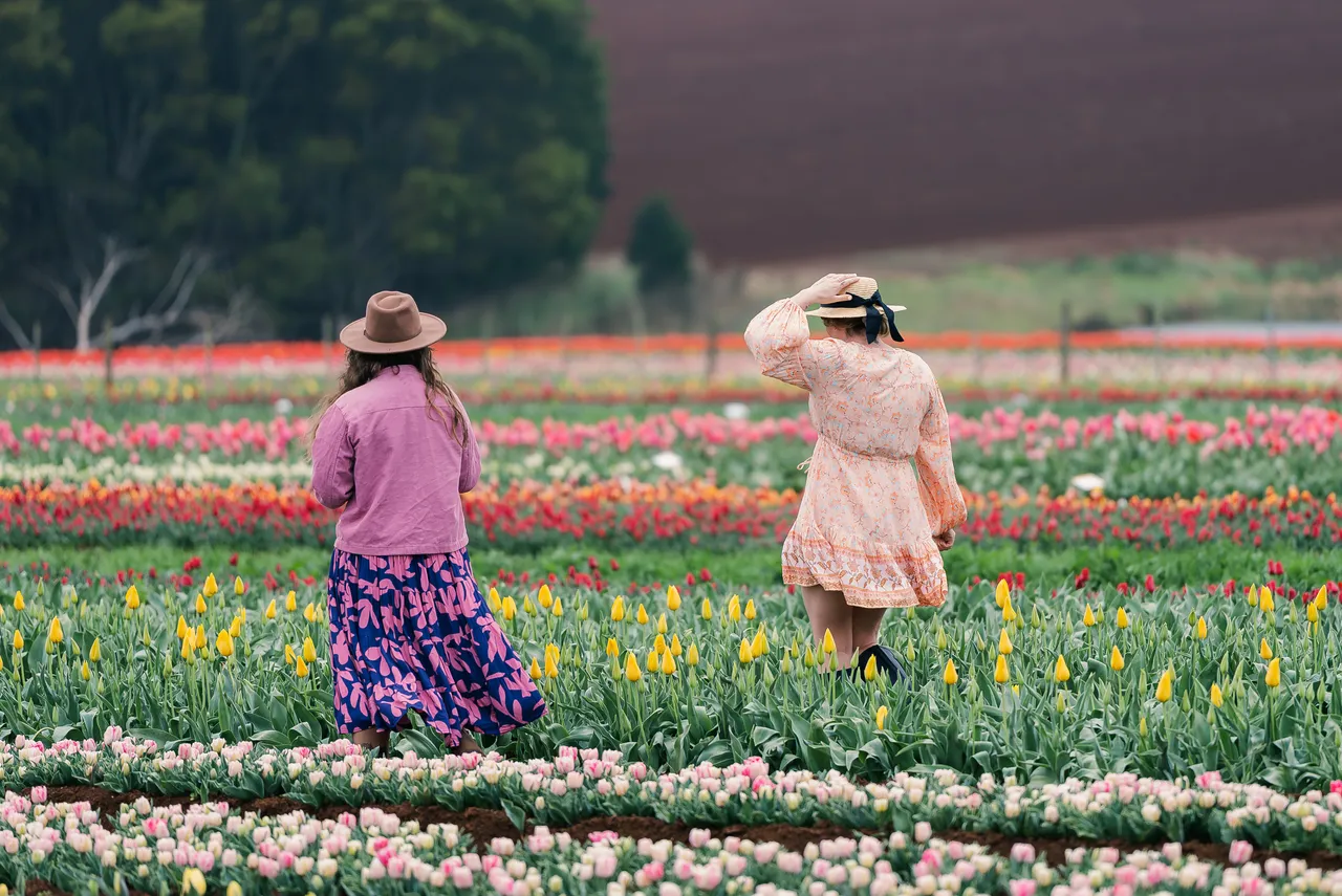 People Walking Through Table Cape Tulip Farm