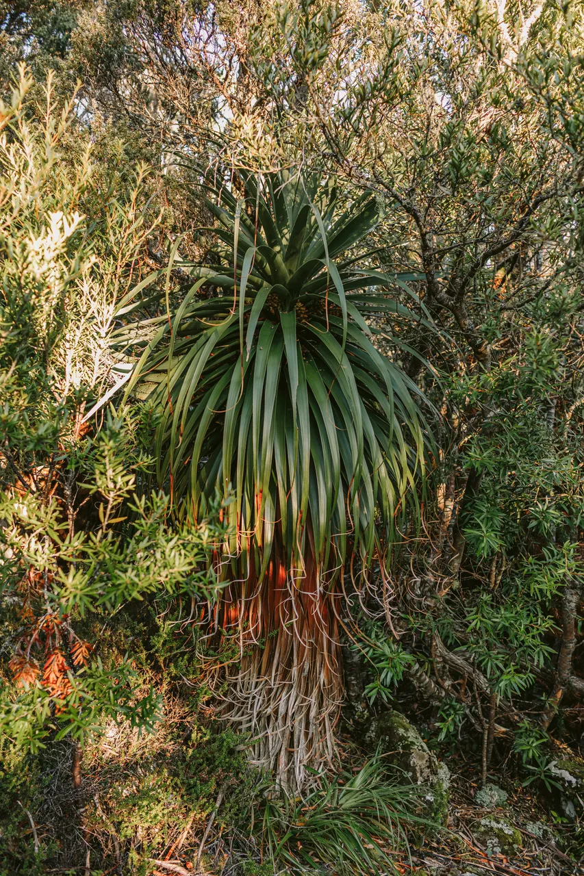 Pandani Mount Field