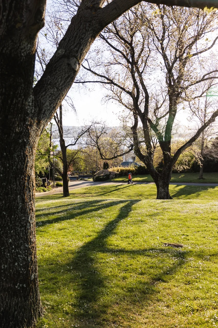 Princes Park in Spring