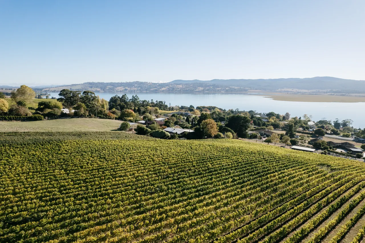 Vineyard at Utzinger Wines