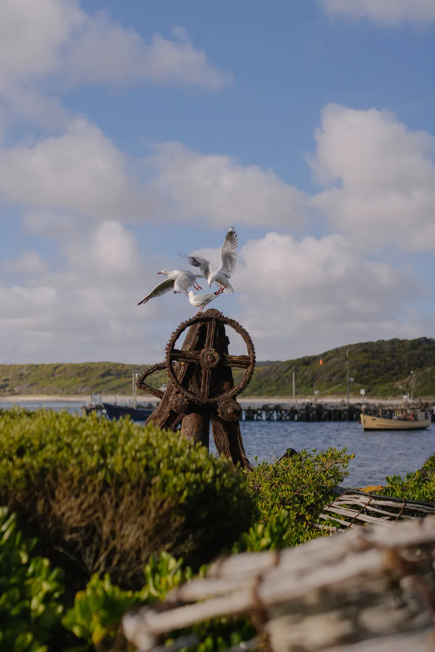 Seagulls at Currie Harbour
