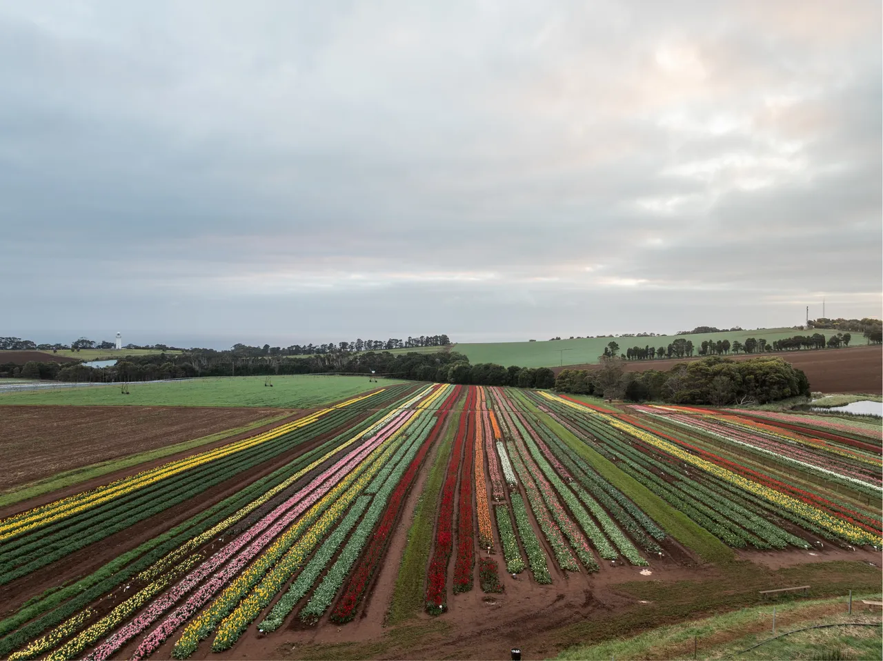 Table Cape Tulip Farm
