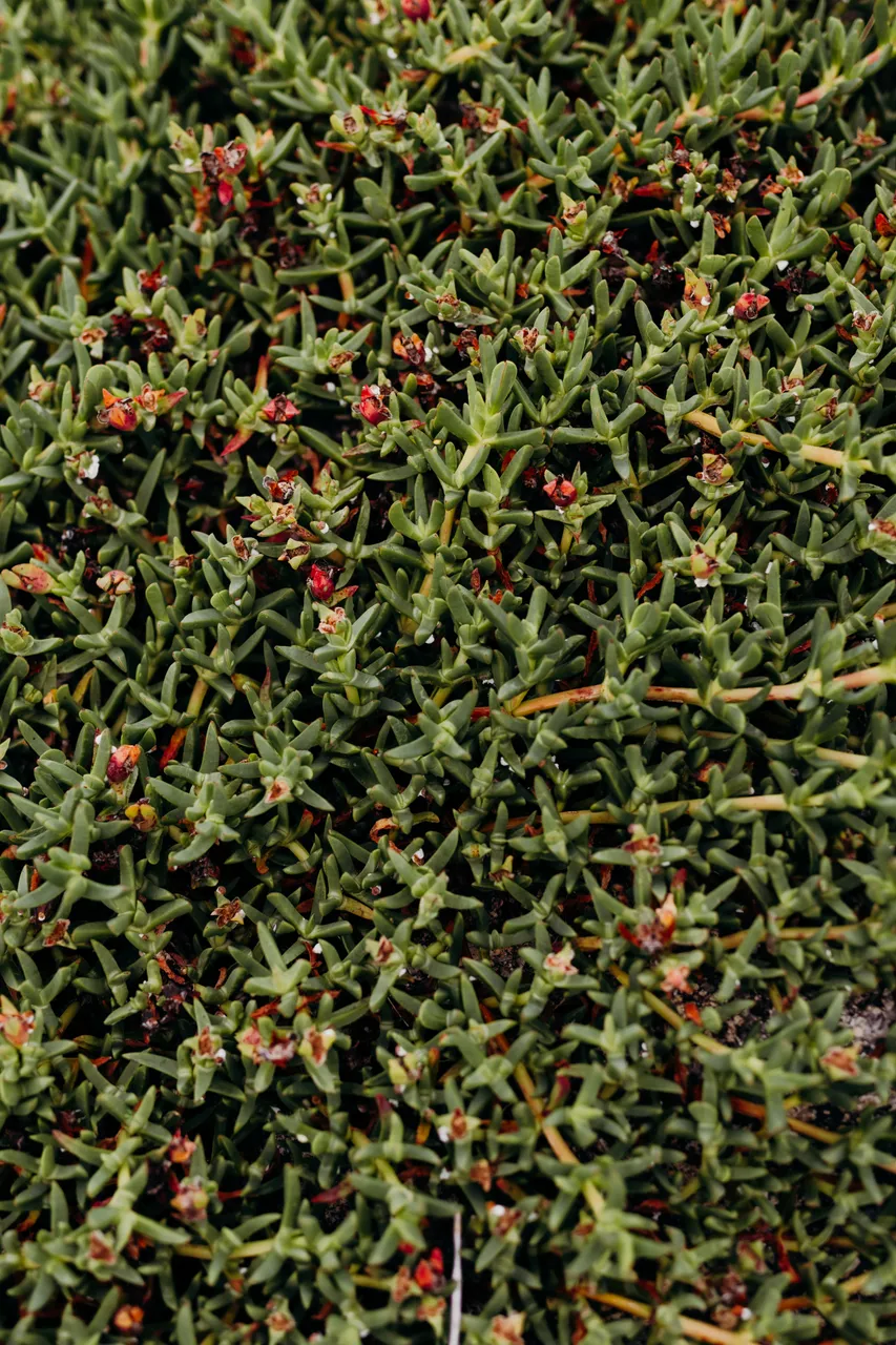 Succulent Ground Cover