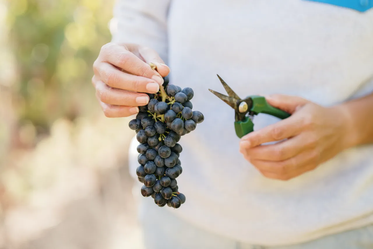 Harvesting Grapes at Utzinger Wines