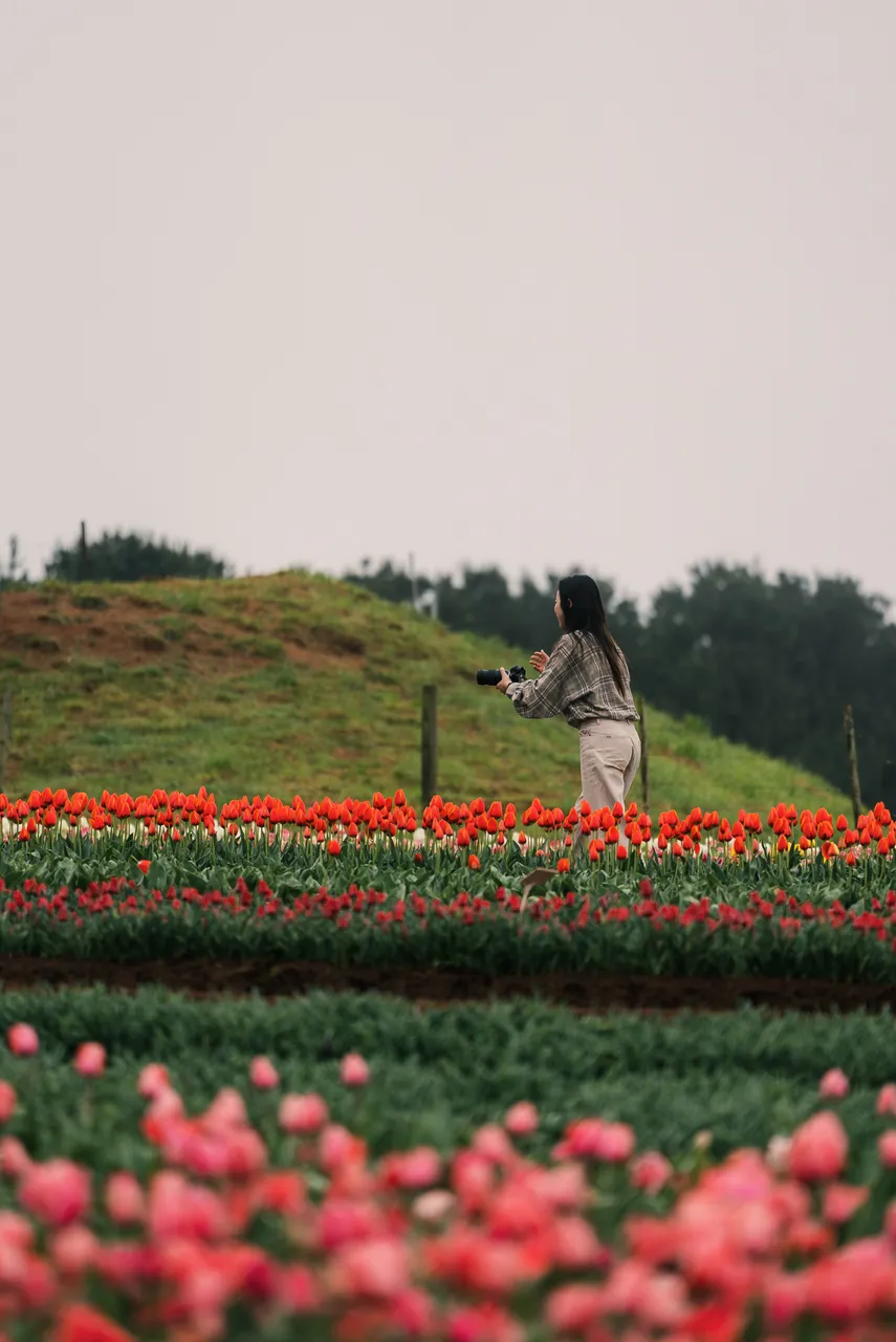 Taking Photos at Table Cape Tulip Farm