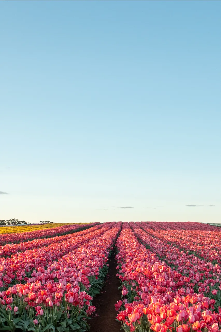 Rows of Pink Tulips