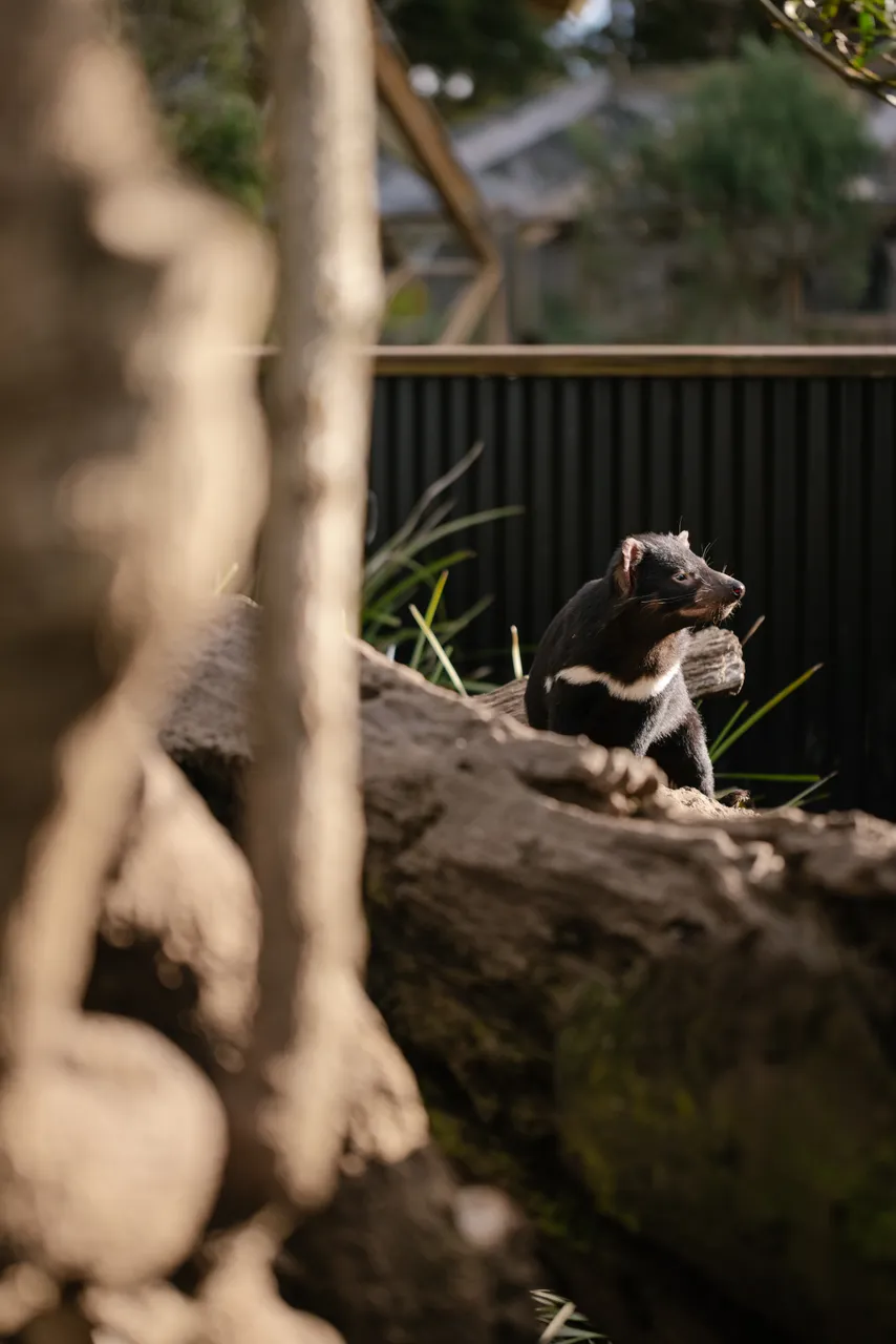 Tasmanian Devil