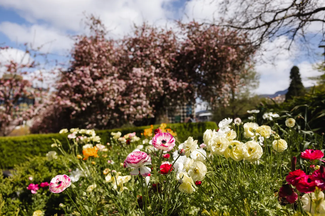 Spring Flowers in Bloom