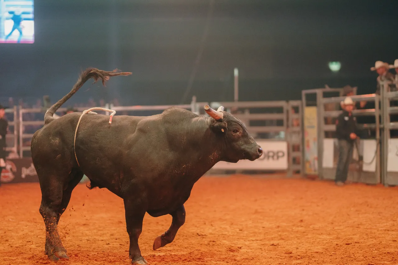 Bull From the Island Stampede Rodeo