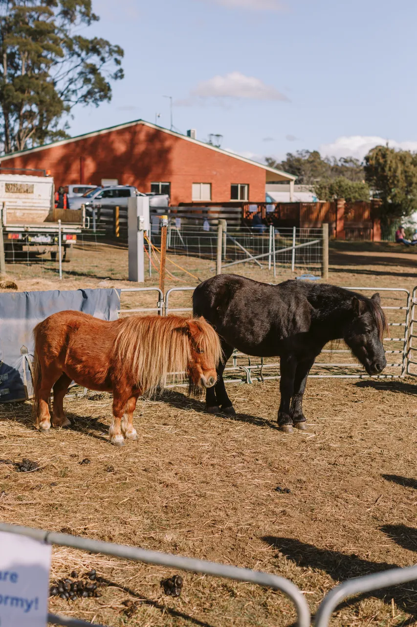 Miniature Horses at Agfest